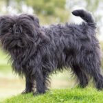 Affenpinscher