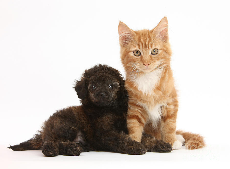 Animali ipoallergenici