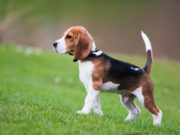 Le razze di cani a pelo corto più belle