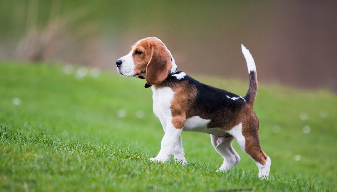 Le 10 Razze Di Cani A Pelo Corto Più Belle Mille Animali