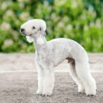 Bedlington terrier