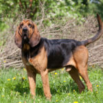 Bloodhound