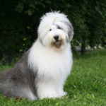 Bobtail
