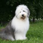 Bobtail