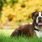 Boxer