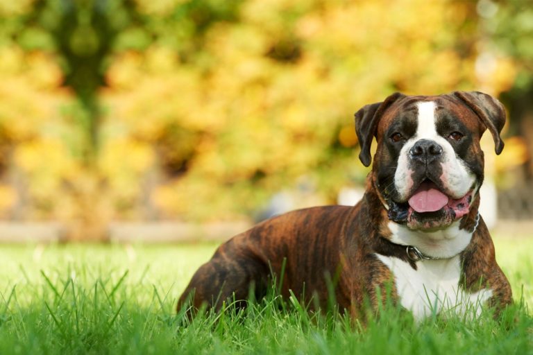 Le razze di cani a pelo corto più belle Mille Animali