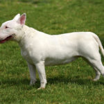 Bull terrier