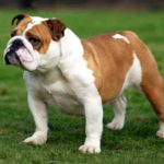 Bulldog inglese