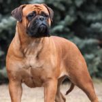 Bullmastiff