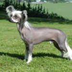 Cane nudo cinese