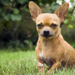 Chihuaua