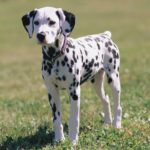 Dalmata