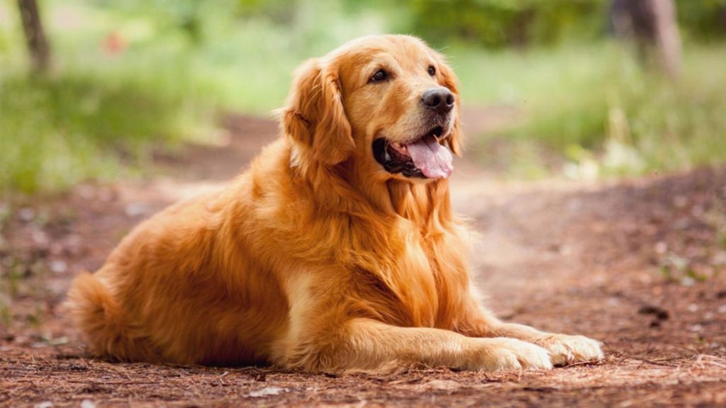 Golden retriver