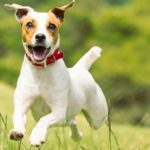 Jack Russel