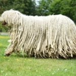 Komondor