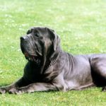 Mastino napoletano