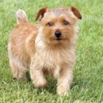 Norfolk terrier