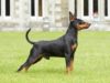Il Pinscher