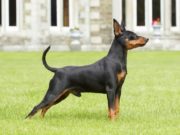 Il Pinscher