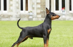 Il Pinscher