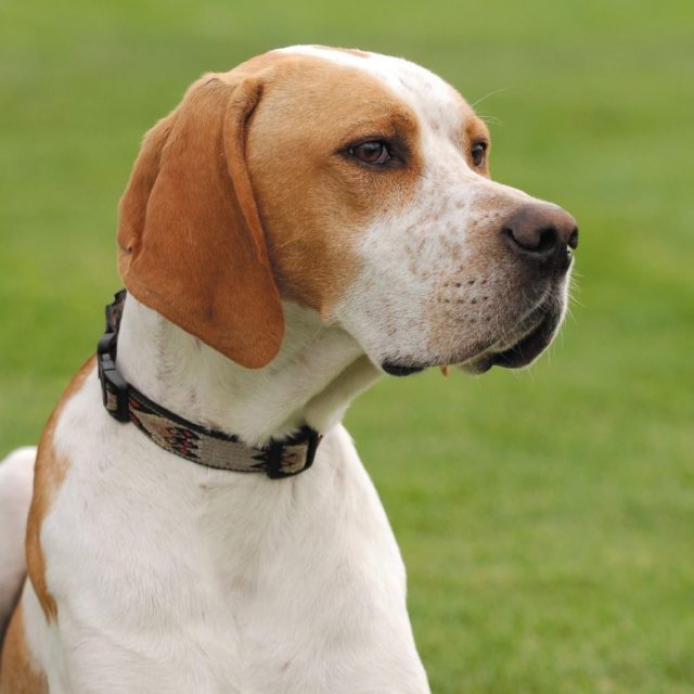 Le razze di cani a pelo corto più belle Mille Animali Le razze di cani a pelo corto più belle Mille Animali