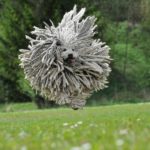 Puli