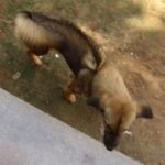 Razorback Cambogiano