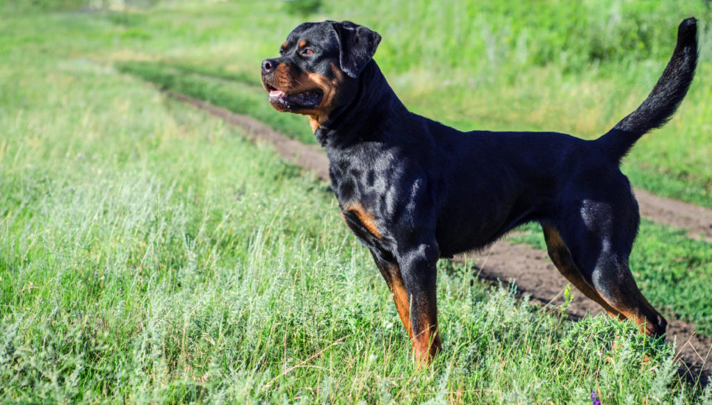 Rottweiller