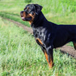 Rottweiller
