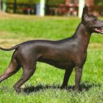 Xoloitzcuintle