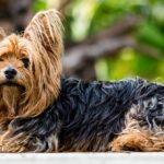 Yorkshire terrier