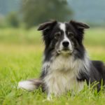 Border collie