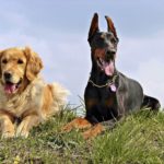 Razze di cani ubbidienti