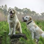 Labrador retriever