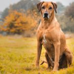 Rhodesian ridgeback