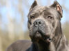 Il cane Corso