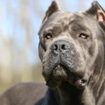 Cane Corso