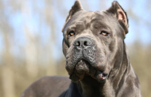 Il cane Corso