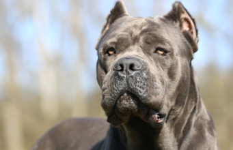 Il cane Corso