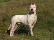 Dogo argentino