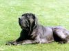 Mastino Napoletano