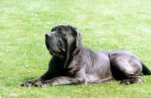 Mastino Napoletano