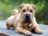 Shar Pei
