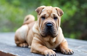 Shar Pei