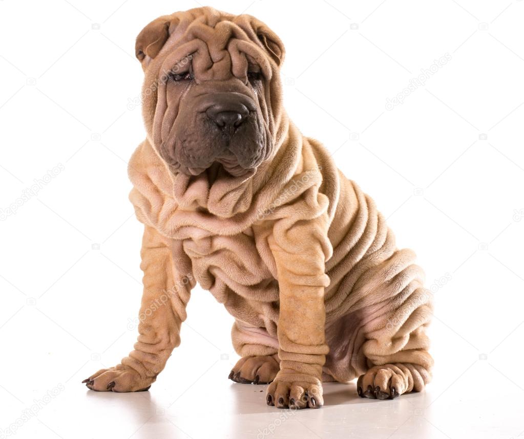 cane sharpei