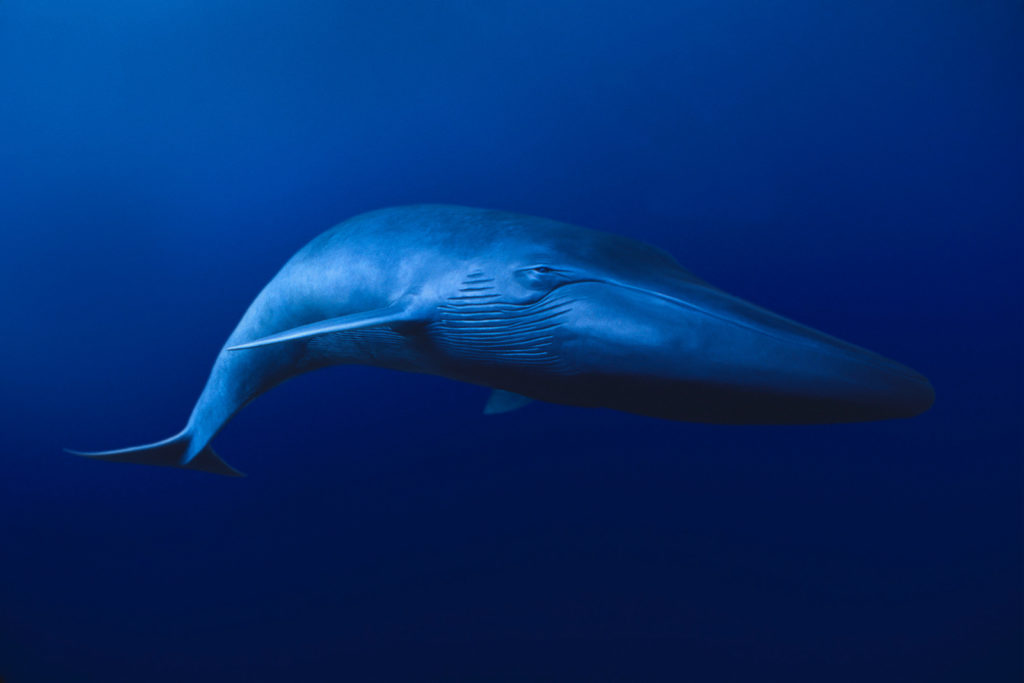 Balenottera azzurra