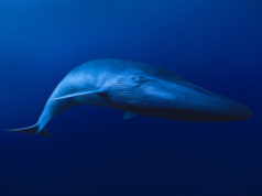 L’animale più grande del mondo Balenottera azzurra