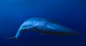 L’animale più grande del mondo Balenottera azzurra