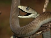 ? L’animale più pericoloso