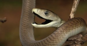 ? L’animale più pericoloso